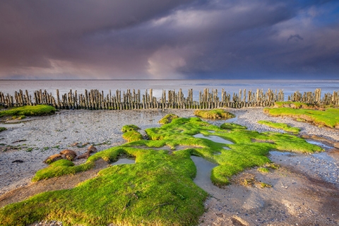 弗里斯兰瓦登海沿岸(4K壁纸)