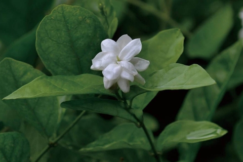 茉莉花