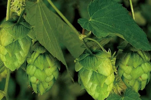啤酒花